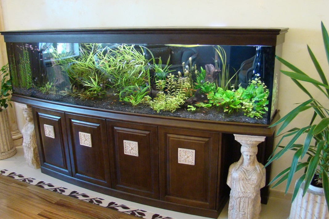 Tips to Start Freshwater Tropical Aquarium at Home