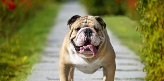 5 Things You Must NOT Do To Bulldogs