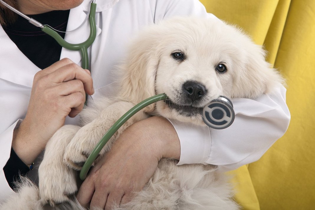 7 Ways to Monitor Your Pet's Health