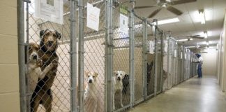 Choosing the Right Shelter for Your Pet