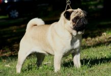 5 Things To Know When You Get A Pug