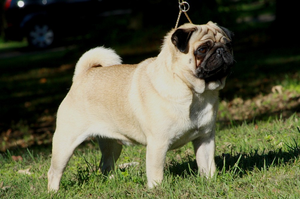 5 Things To Know When You Get A Pug