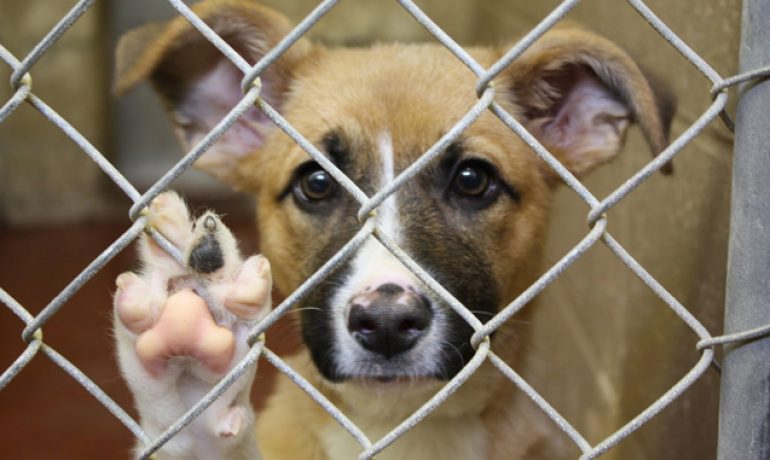 5 Things You Did Not Know About Pet Adoption