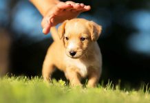 6 Things to Know Before Adopting a Dog