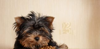 How to Find Quality Food for Your Pet?