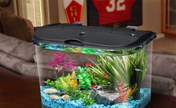 4 Things to Know Before Buying An Aquarium