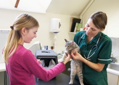 Diagnose Cat Illness Symptoms