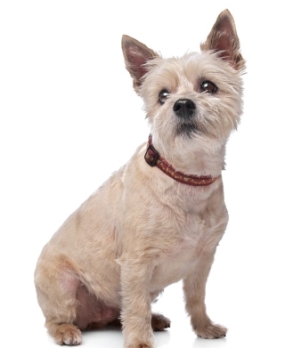 Information about Cairn Terrier Puppies