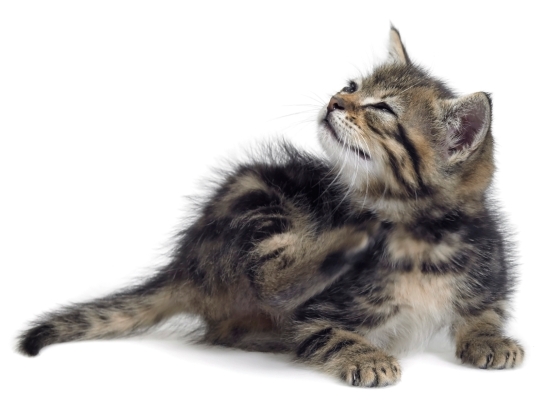 common health issues in cats