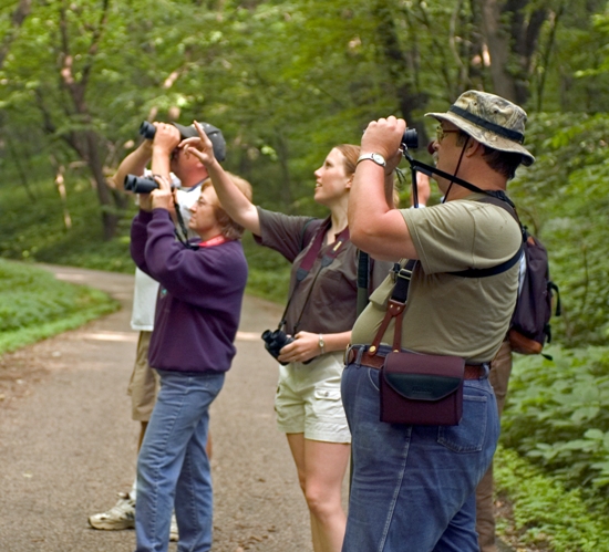 tips for successful bird watching