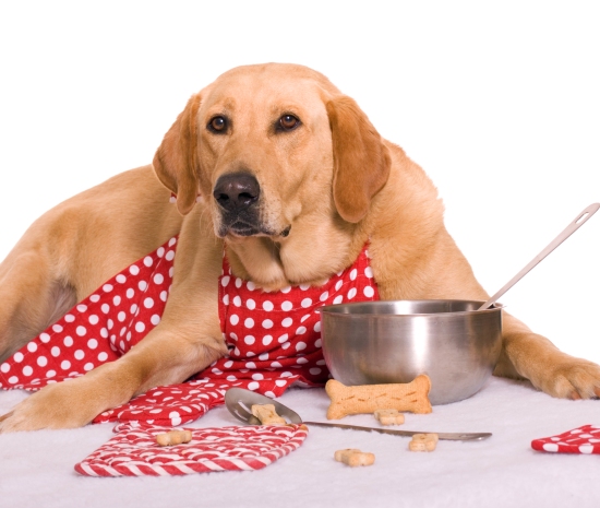 tips to keep pet food and bowls free from bugs