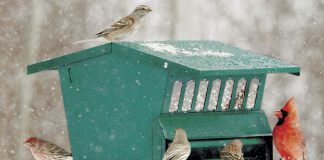 How to Hang and Care for Window Bird Feeders