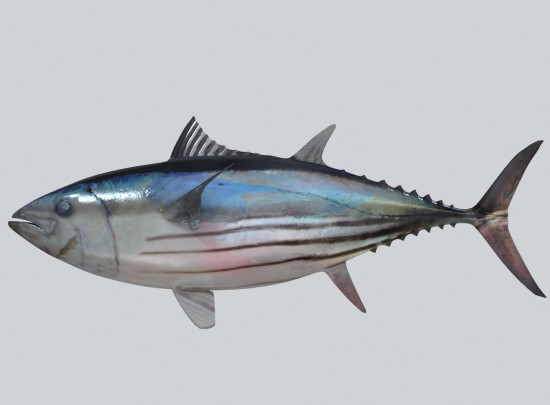 variety of tuna fish and their significance