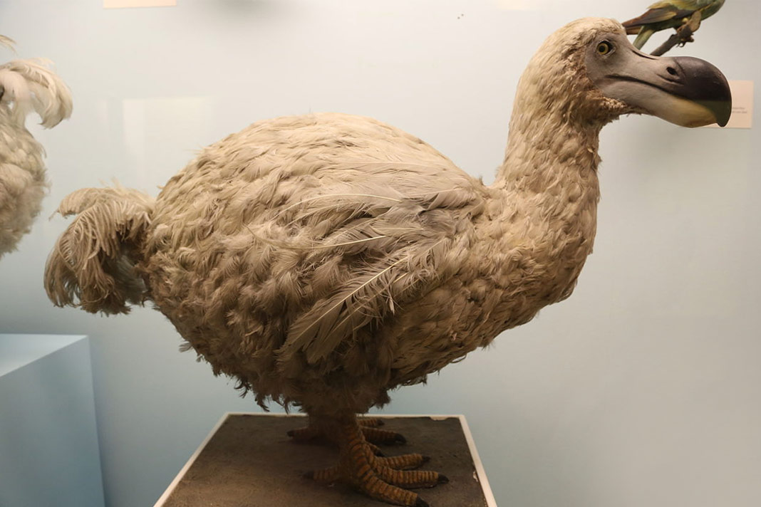 Top Facts about Dodo Bird