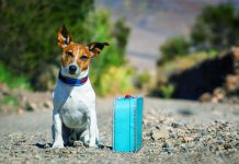 3 Tips to Deal with your Dog if you have Urgent Travel Plans