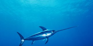 Some lesser known facts about Swordfish