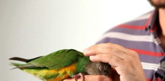 5 Facts about Parrot-petting you should know