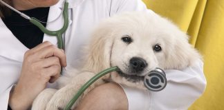 7 Ways to Monitor Your Pet's Health