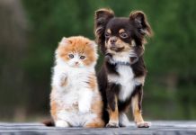 Cats vs Dogs, Which one to Prefer?