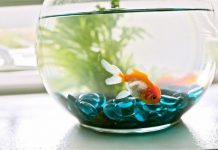 5 Fishes for Small Aquarium