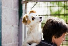 7 Myths About Animal Shelters You Should Reject