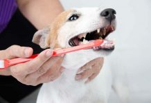 Why Is Dental Care Important for Your Pet?