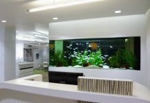 How to Maintain Your Fish Aquarium with Changing Seasons