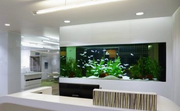 How to Maintain Your Fish Aquarium with Changing Seasons